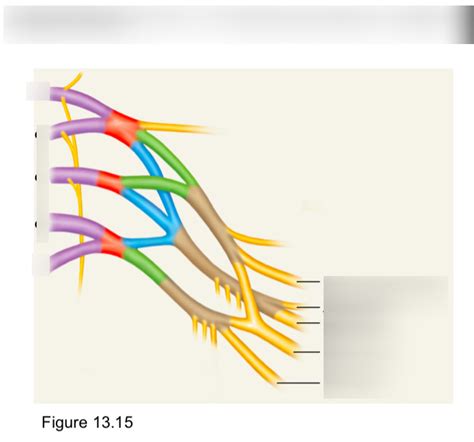 Brachial Plexus Diagram Quizlet