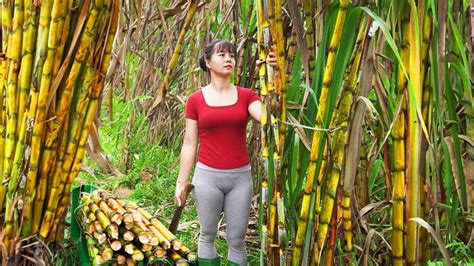 Harvesting Sugar Cane And Vegetables Go To Market Sell Ti U V N Daily