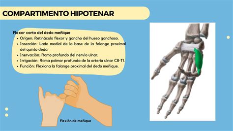 M Sculos Intrinsecos Y Extrinsecos De La Mano Pdf