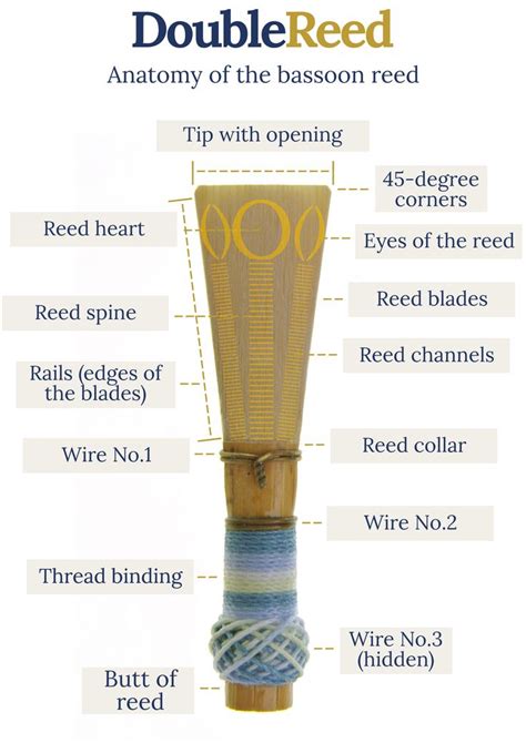 Bassoon Reeds How To Adjust Them This Image Shows The Anatomy Of The Bassoon Reed By Double