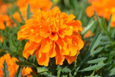 Orange Marigold - Green Thumb Advice