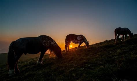 Horse grazing stock photo. Image of conceal, domestic - 114583500