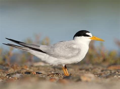 tern winter