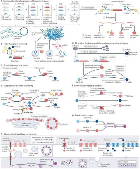 Microbial Cell Factories A Delicious And Glamorous Revolution Synbiobeta