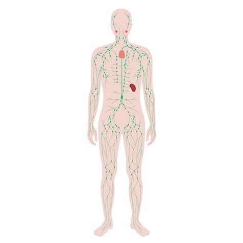 Get Quick And Accurate Results With Paul Bunnell Test Infectious Mononucleosis Scan At Lucid