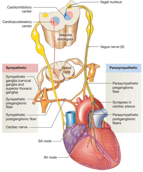 Autonomic Innervation Of The Heart Adapted From Martini 2018 Download Scientific Diagram