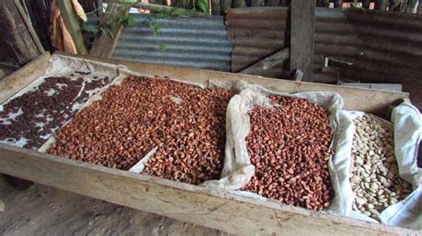 Visit to the chocolate factory - Tarapoto Northern Peru