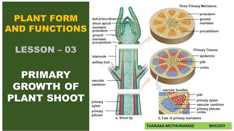 Primary Growth Of Plant Shoot Youtube