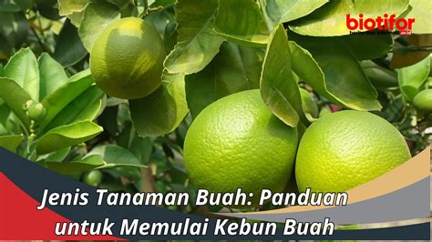 Jenis Tanaman Buah Panduan Untuk Memulai Kebun Buah