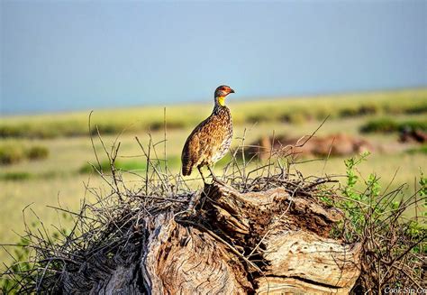 Amboseli National Park Kenya Kenya Safaris Tours Africa Safari