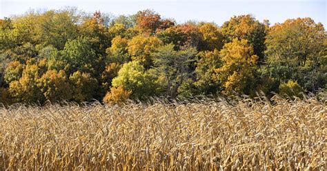 Explanations For Field Edge Effect In Corn Crop Conditions