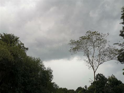 Nuage D Arbre Et De Ciel Noir Et Blanc Image Stock Image Du Triste