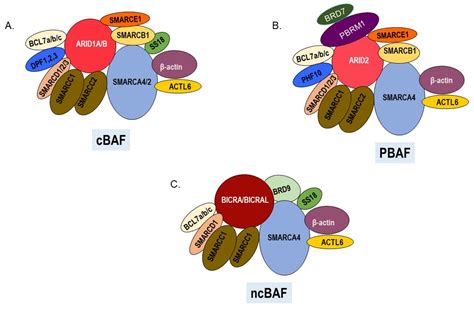 Epigenomes Free Full Text Swi Snf Chromatin Remodeling Enzymes In