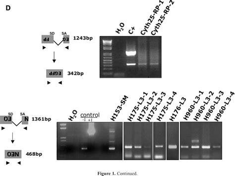 Figure 1 From Line 1 Retrotransposition In Human Embryonic Stem Cells