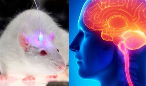 Los Misterios Del Cerebro Humano Salen A La Luz