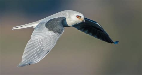 White Tailed Kite Overview All About Birds Cornell Lab Of Ornithology