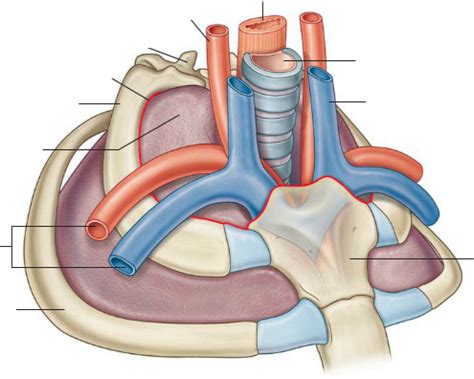 Apertura Thoracis Superior Diagram Quizlet