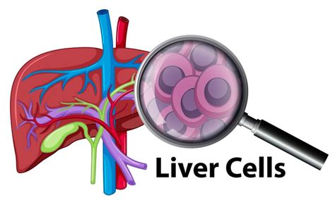 A Closeup Human Liver Cells 432481 Vector Art At Vecteezy