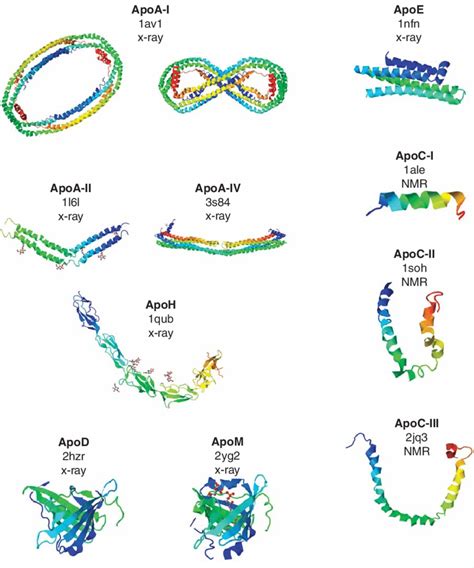 Apolipoprotein Three Dimensional Structures Representative Structures