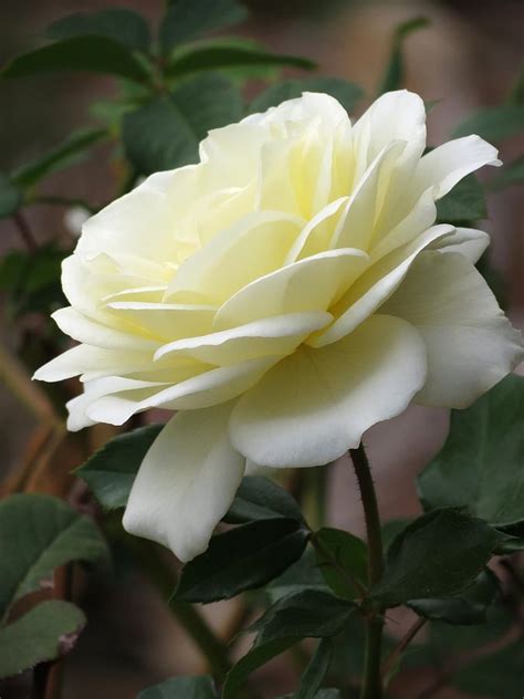 Single White Rose Photograph By Rebecca Overton