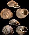 Category Gastropoda Holotypes Wikimedia Commons