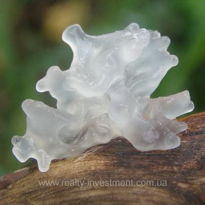 Тремелла фукусовидная (эквивалент 200 / 5,000 капсул*): продажа, цена в ...