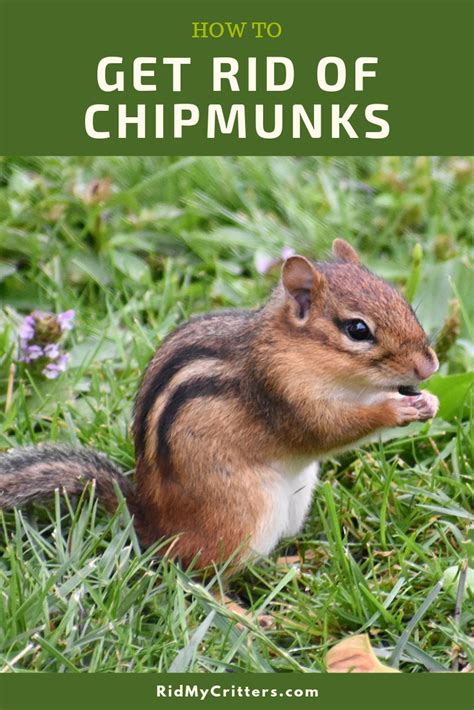 How To Easily Get Rid Of Chipmunks From Your Yard Or Garden Artofit