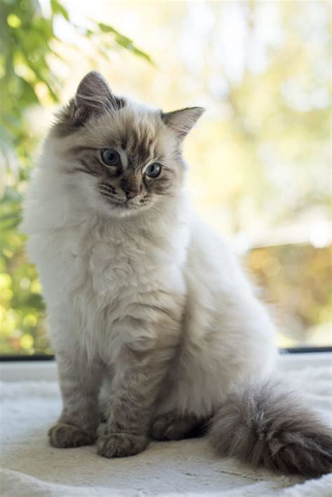 Ragdoll Tabby Mix: Appearance, Personality, Size, and Adoption - Cat ...