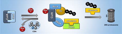 Action Of The Cop9 Signalosome Csn Complex In A Nidulans