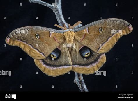 Polyphemus Moth Antheraea Polyphemus On A Black Background Stock