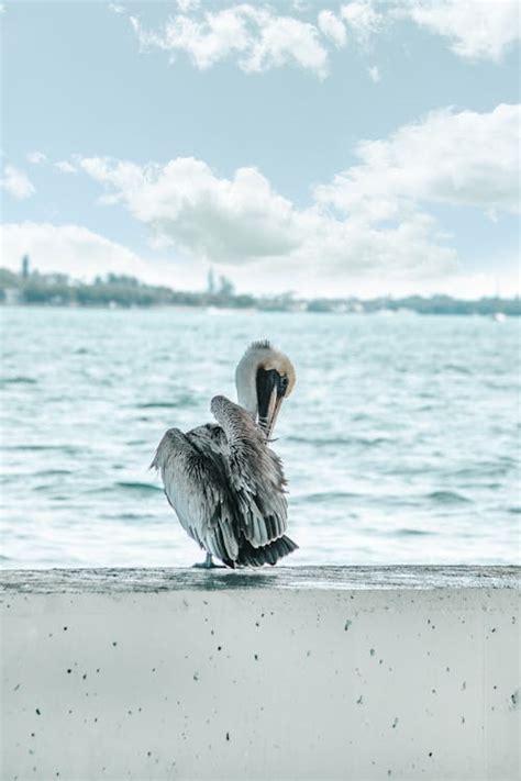 200+ Best Pelican Photos · 100% Free Download · Pexels Stock Photos