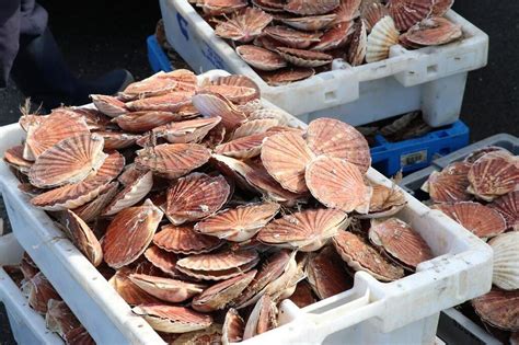 Fin de la pêche à la coquille Saint Jacques Une campagne mitigée à