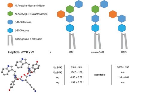 Structure Of The Targeted Ganglioside GM1 And Its Truncated Derivatives