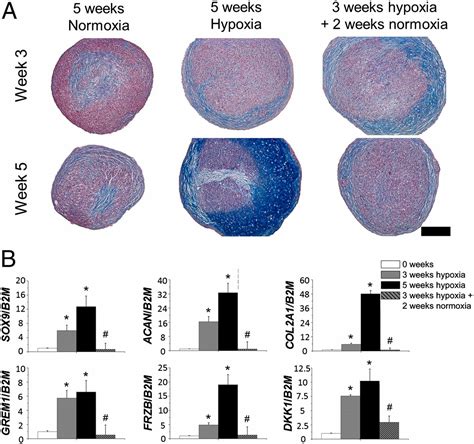 Metabolic Programming Of Mesenchymal Stromal Cells By Oxygen Tension