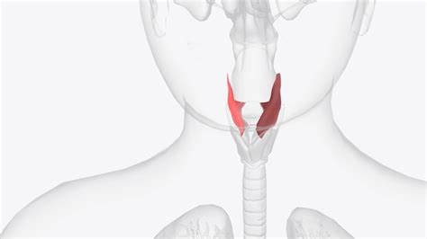 Premium Photo | The laryngeal vestibule is the part of the laryngeal ...