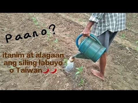 Paano Itanim At Alagaaan Ang Siling Labuyo O Taiwan YouTube