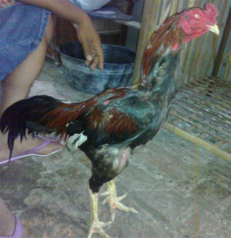 Jual Ayam Bangkok Juara Nama Juet Lee Wirausaha Budidaya Ayam Bangkok