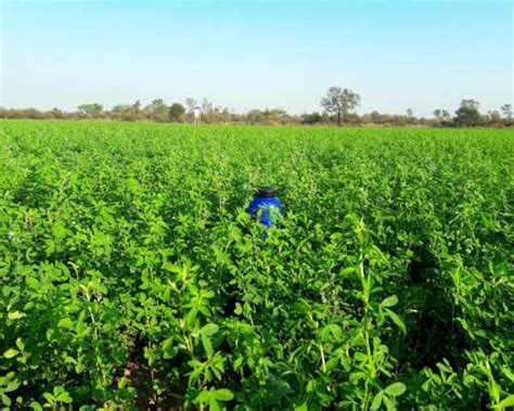 Fardos De Alfalfa De Agroads