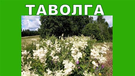 Таволга - YouTube