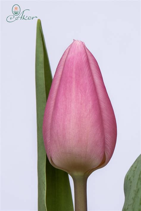 Aafke - Single early Tulip - P. Aker Flower bulbs and Seeds