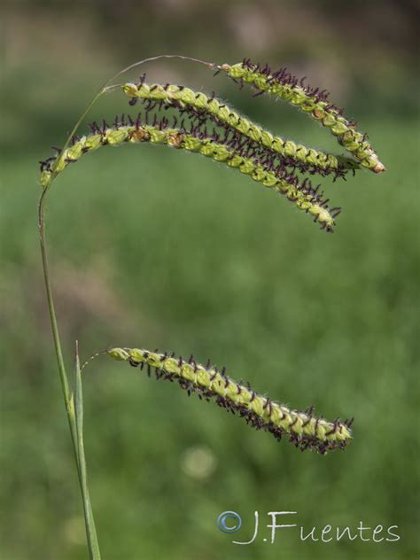 Paspalum Dilatatum