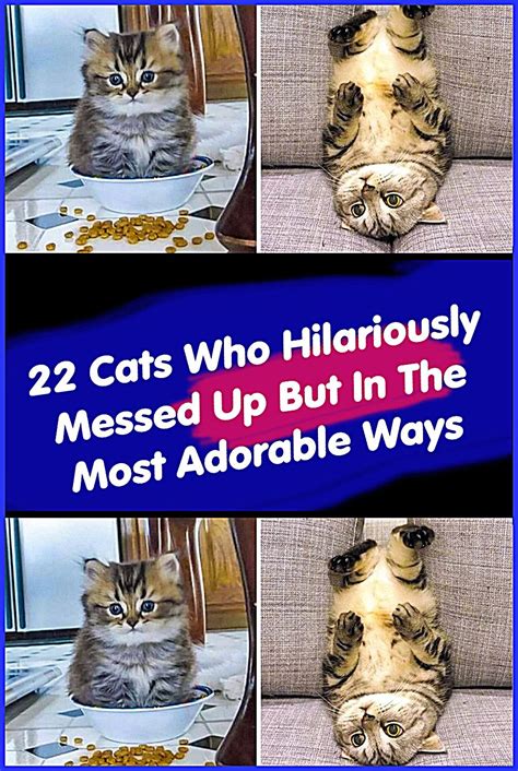 22 Cats Who Hilariously Messed Up But In The Most Adorable Ways Artofit