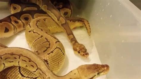 Ball Python Breeding Season Female Tail Wagging Youtube