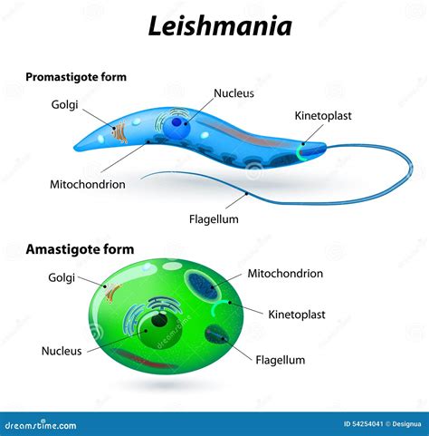 The Structure Of Leishmania Infographics Vector Illustration On