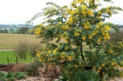 Top 10 Flowering Trees For Small Gardens Rhs Gardening