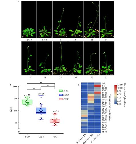 Identification And Functional Verification Of PlFT Gene Associated With