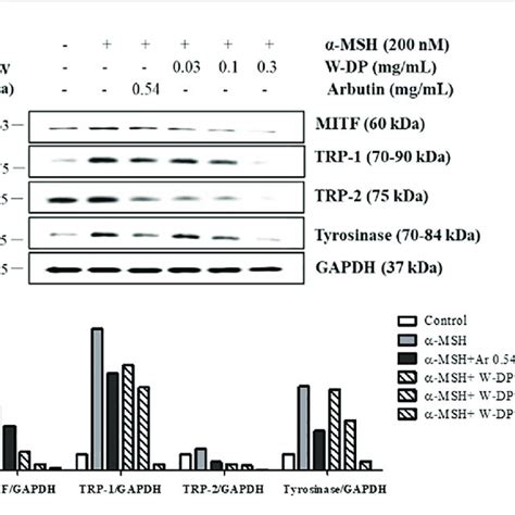 Effect Of Dendropanax Morbiferus Water Extract W DP On The