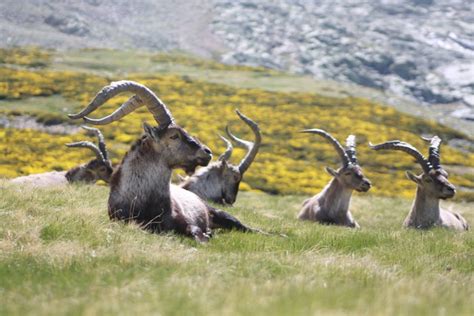 Spanish Ibex Beceite | Hunting Experiences in Spain