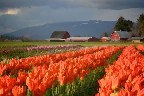 Skagit Valley Tulips Painted Barn Skagit Valley Tulip Fields