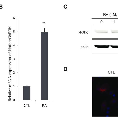 Ra Induced Klotho Expression In Normal Human Keratinocytes Nhks A